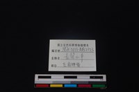 長鬃山羊骨藏品圖，第3張