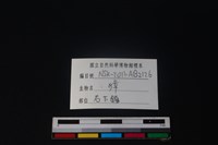 獐骨藏品圖，第3張
