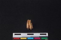 山羌骨藏品圖，第2張