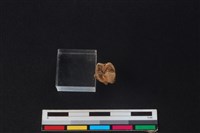 山羌骨藏品圖，第3張