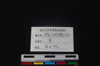 山羌骨藏品圖，第4張