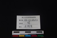 獐骨藏品圖，第3張