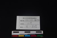 山羌骨藏品圖，第3張
