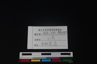 山羌骨藏品圖，第3張