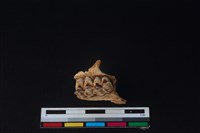 山羌骨藏品圖，第3張