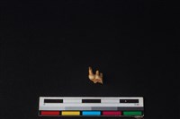 山羌骨藏品圖，第2張