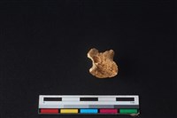 獐骨藏品圖，第2張