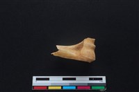 山羌骨藏品圖，第2張