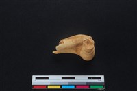 山羌骨藏品圖，第3張