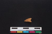 羌或獐骨藏品圖，第2張