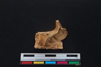 獐骨藏品圖，第2張
