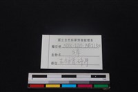 獐骨藏品圖，第3張