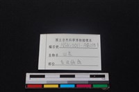 山羌骨藏品圖，第3張