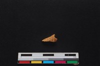 羌或獐骨藏品圖，第2張