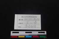 羌或獐骨藏品圖，第3張