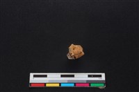 山羌骨藏品圖，第3張