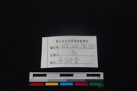 山羌骨藏品圖，第4張