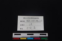 山羌骨藏品圖，第3張