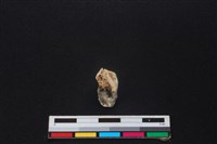 山羌骨藏品圖，第2張