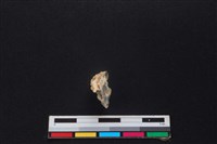 山羌骨藏品圖，第3張