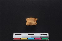 山羌骨藏品圖，第2張