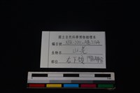 山羌骨藏品圖，第3張