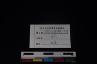 狗骨藏品圖，第4張