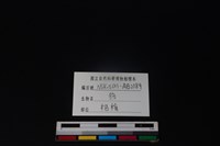 狗骨藏品圖，第4張