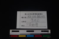 食肉目骨藏品圖，第4張