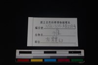 狗獾骨藏品圖，第3張