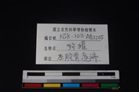 狗獾骨藏品圖，第3張