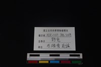 野兔骨藏品圖，第3張