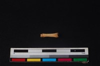 野兔骨藏品圖，第1張