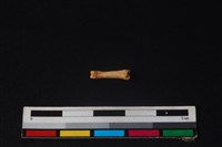 野兔骨藏品圖，第2張
