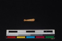 野兔骨藏品圖，第3張
