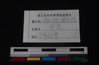 野兔骨藏品圖，第4張