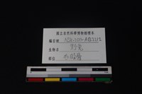 野兔骨藏品圖，第4張