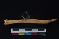 野兔骨藏品圖，第2張