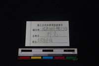 野兔骨藏品圖，第3張