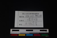 環頸雉骨藏品圖，第3張