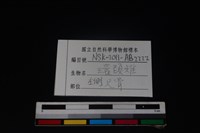 環頸雉骨藏品圖，第3張