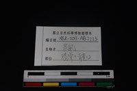 家鼠骨藏品圖，第3張