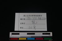 龜鱉目骨藏品圖，第3張