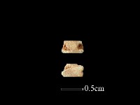 玻璃珠藏品圖，第1張