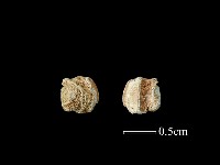 玻璃珠藏品圖，第1張