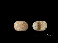 玻璃珠藏品圖，第1張