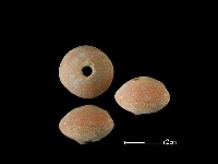 紡輪藏品圖，第1張