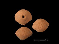 紡輪藏品圖，第1張