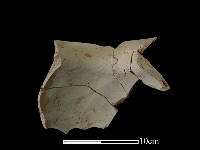 陶罐藏品圖，第2張