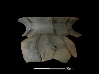 陶罐藏品圖，第1張